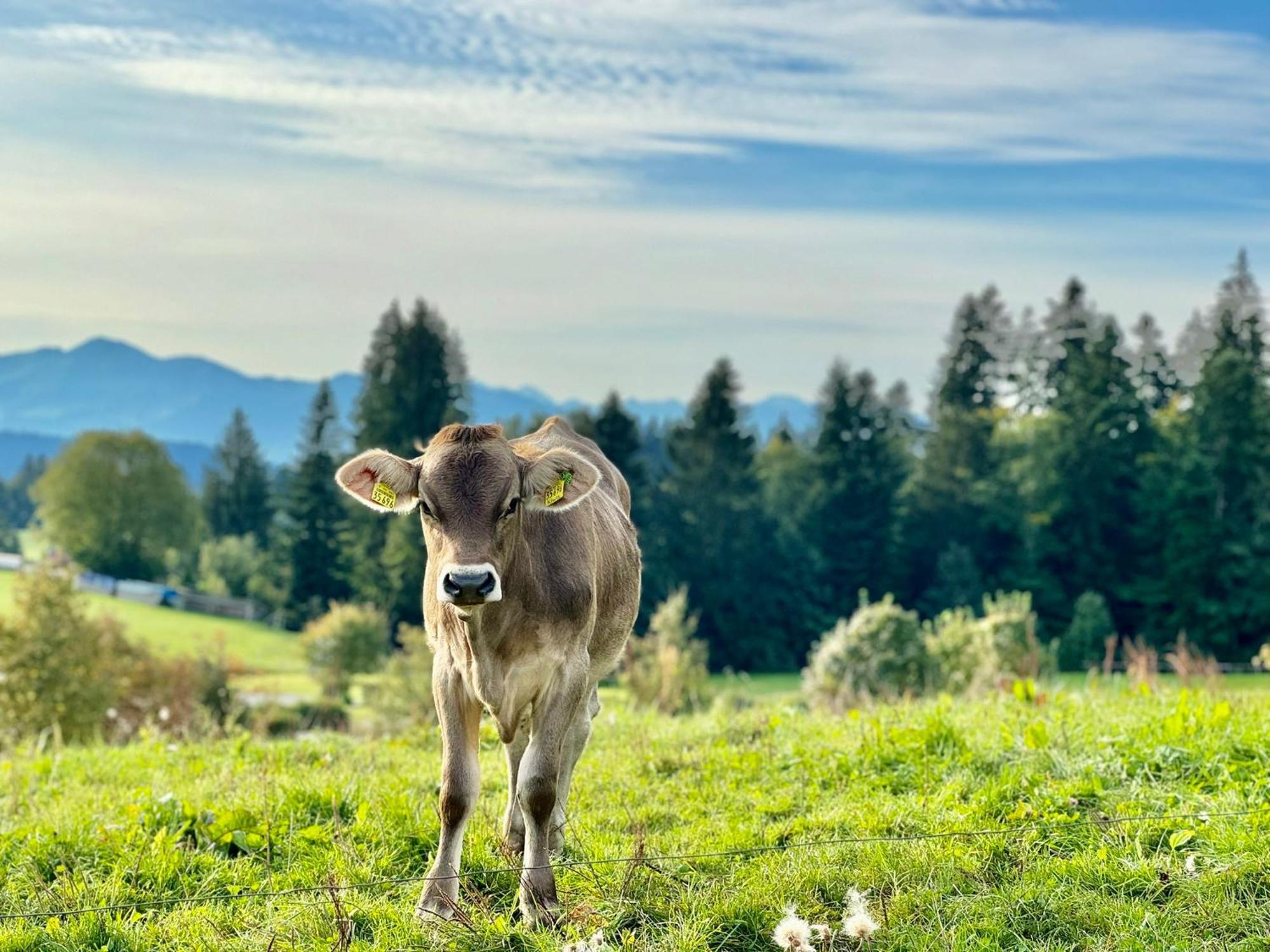 Jj Living - Alpenblick Apartman Scheidegg Kültér fotó